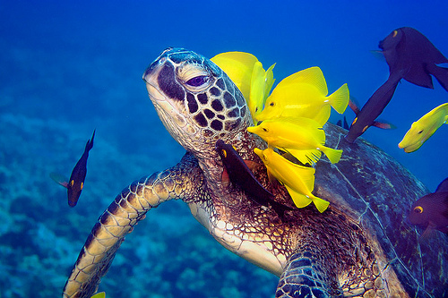 Turtle with fish cleaning its neck